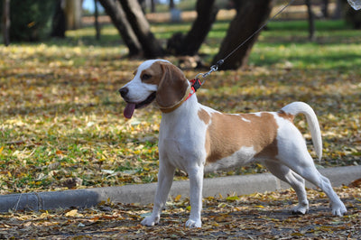 The Convenience and Practicality of Dog Bottles