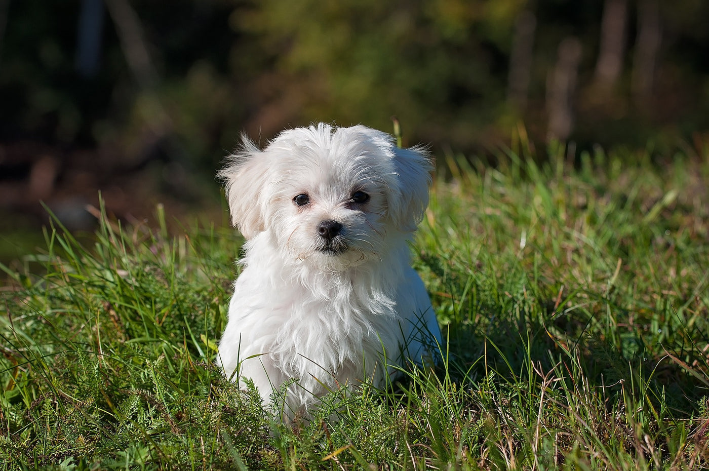 5 Reasons Why Every Pet Owner Needs a Paw Cleaner